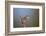 Marsh Wren (Cistothorus palustris) calling, Lac Le Jeune Provincial Park, British Columbia, Canada,-James Hager-Framed Photographic Print