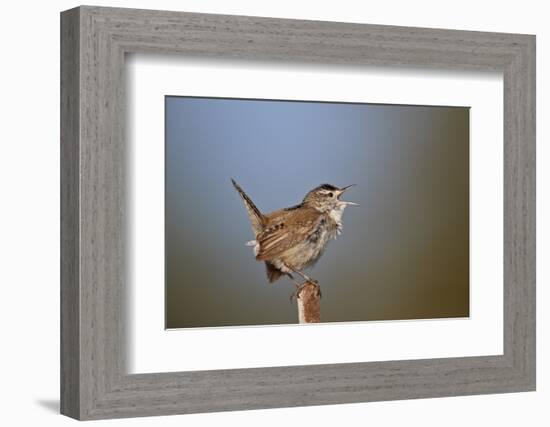 Marsh Wren (Cistothorus palustris) calling, Lac Le Jeune Provincial Park, British Columbia, Canada,-James Hager-Framed Photographic Print