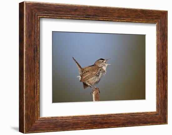 Marsh Wren (Cistothorus palustris) calling, Lac Le Jeune Provincial Park, British Columbia, Canada,-James Hager-Framed Photographic Print