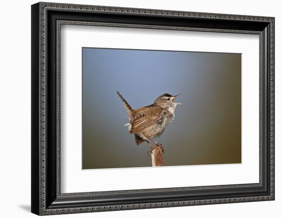 Marsh Wren (Cistothorus palustris) calling, Lac Le Jeune Provincial Park, British Columbia, Canada,-James Hager-Framed Photographic Print