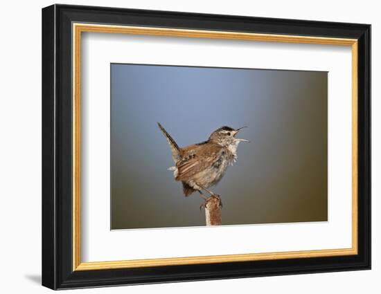 Marsh Wren (Cistothorus palustris) calling, Lac Le Jeune Provincial Park, British Columbia, Canada,-James Hager-Framed Photographic Print