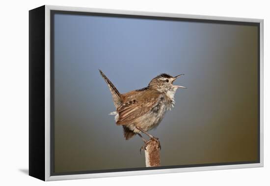 Marsh Wren (Cistothorus palustris) calling, Lac Le Jeune Provincial Park, British Columbia, Canada,-James Hager-Framed Premier Image Canvas