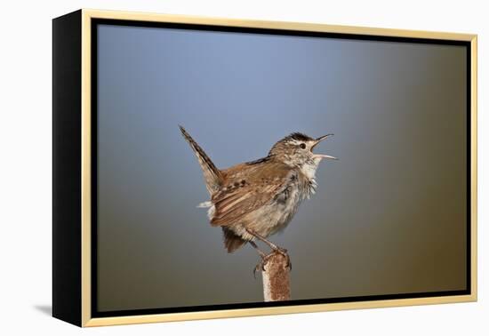 Marsh Wren (Cistothorus palustris) calling, Lac Le Jeune Provincial Park, British Columbia, Canada,-James Hager-Framed Premier Image Canvas