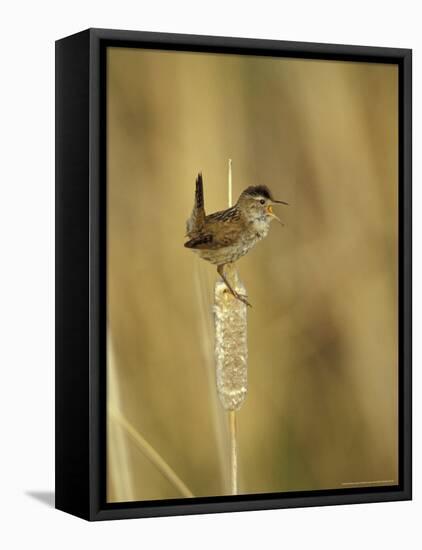 Marsh Wren, Malheur National Wildlife Refuge, Oregon, USA-William Sutton-Framed Premier Image Canvas