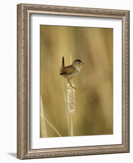 Marsh Wren, Malheur National Wildlife Refuge, Oregon, USA-William Sutton-Framed Photographic Print