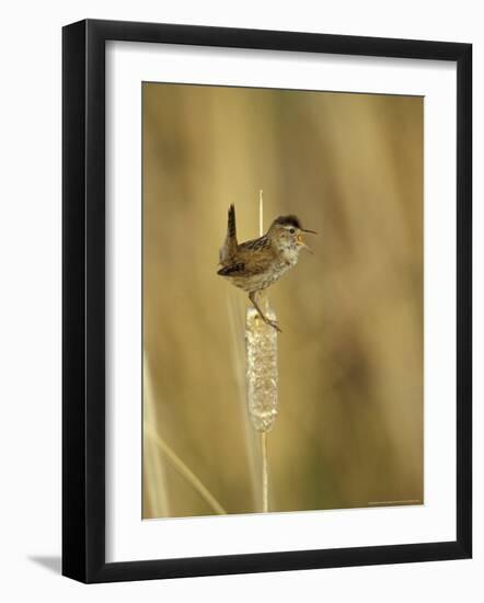 Marsh Wren, Malheur National Wildlife Refuge, Oregon, USA-William Sutton-Framed Photographic Print