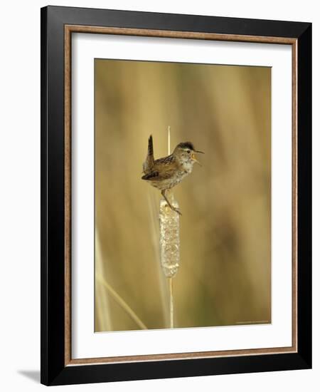 Marsh Wren, Malheur National Wildlife Refuge, Oregon, USA-William Sutton-Framed Photographic Print