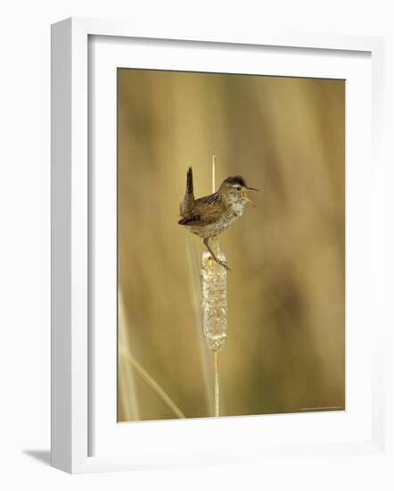 Marsh Wren, Malheur National Wildlife Refuge, Oregon, USA-William Sutton-Framed Photographic Print