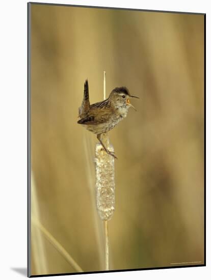 Marsh Wren, Malheur National Wildlife Refuge, Oregon, USA-William Sutton-Mounted Photographic Print