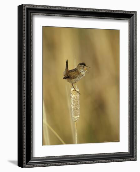 Marsh Wren, Malheur National Wildlife Refuge, Oregon, USA-William Sutton-Framed Photographic Print