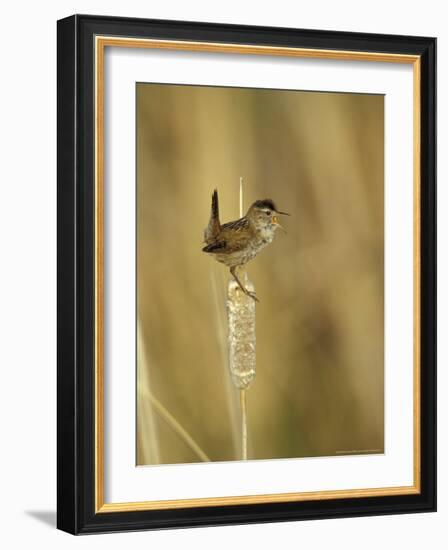 Marsh Wren, Malheur National Wildlife Refuge, Oregon, USA-William Sutton-Framed Photographic Print