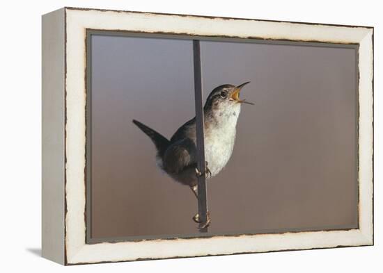 Marsh Wren Singing-DLILLC-Framed Premier Image Canvas