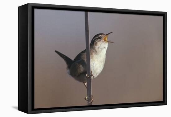 Marsh Wren Singing-DLILLC-Framed Premier Image Canvas