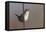 Marsh Wren Singing-DLILLC-Framed Premier Image Canvas