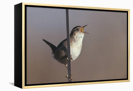 Marsh Wren Singing-DLILLC-Framed Premier Image Canvas