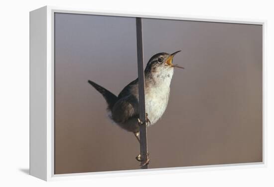 Marsh Wren Singing-DLILLC-Framed Premier Image Canvas