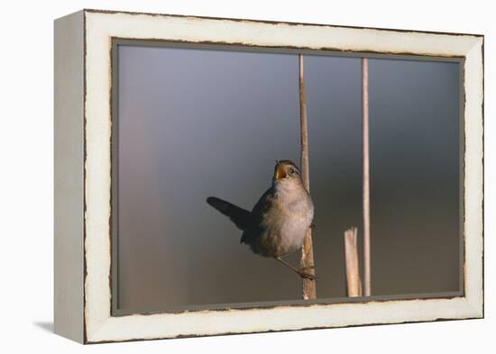 Marsh Wren Singing-DLILLC-Framed Premier Image Canvas