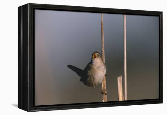 Marsh Wren Singing-DLILLC-Framed Premier Image Canvas