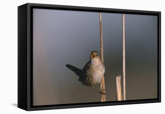 Marsh Wren Singing-DLILLC-Framed Premier Image Canvas