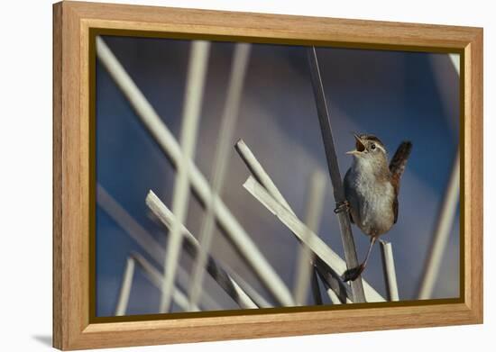 Marsh Wren Singing-DLILLC-Framed Premier Image Canvas