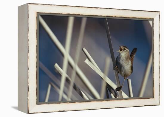 Marsh Wren Singing-DLILLC-Framed Premier Image Canvas