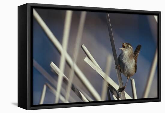 Marsh Wren Singing-DLILLC-Framed Premier Image Canvas