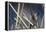Marsh Wren Singing-DLILLC-Framed Premier Image Canvas