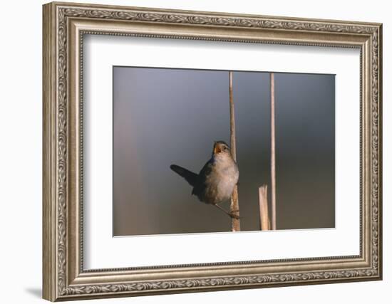 Marsh Wren Singing-DLILLC-Framed Photographic Print