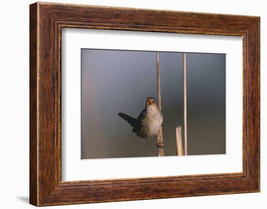 Marsh Wren Singing-DLILLC-Framed Photographic Print