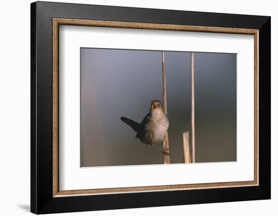 Marsh Wren Singing-DLILLC-Framed Photographic Print