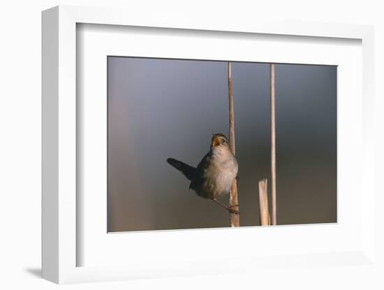 Marsh Wren Singing-DLILLC-Framed Photographic Print