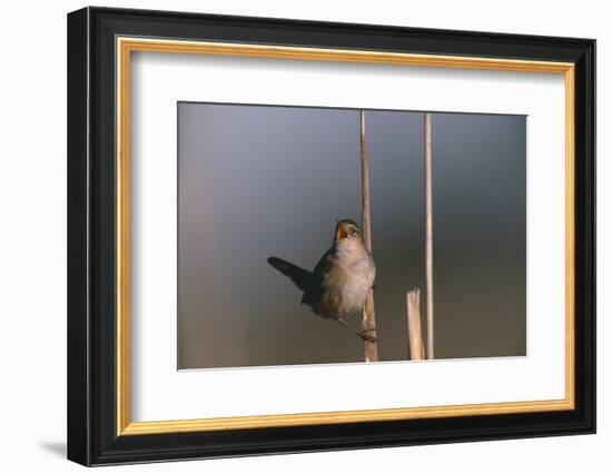 Marsh Wren Singing-DLILLC-Framed Photographic Print