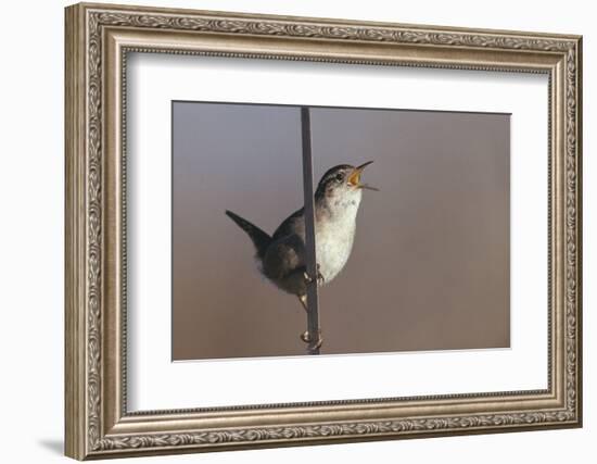 Marsh Wren Singing-DLILLC-Framed Photographic Print