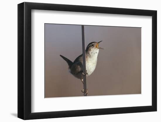 Marsh Wren Singing-DLILLC-Framed Photographic Print