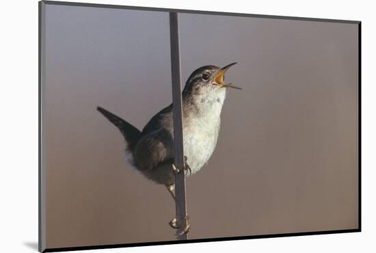 Marsh Wren Singing-DLILLC-Mounted Photographic Print