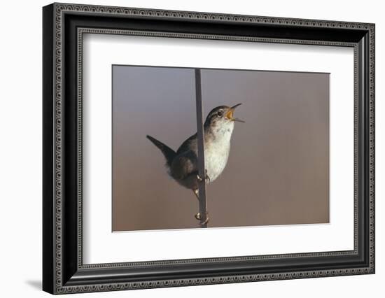 Marsh Wren Singing-DLILLC-Framed Photographic Print