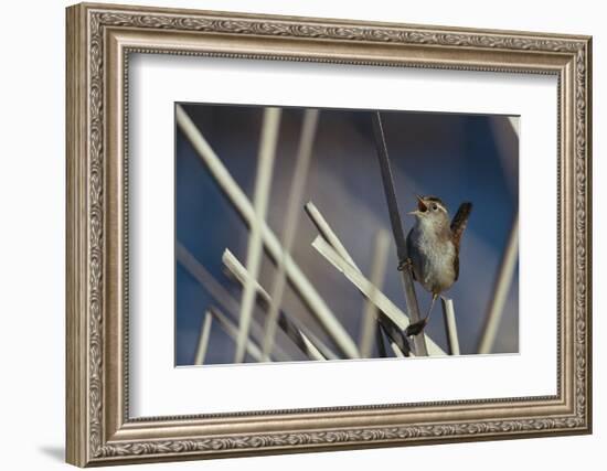 Marsh Wren Singing-DLILLC-Framed Photographic Print