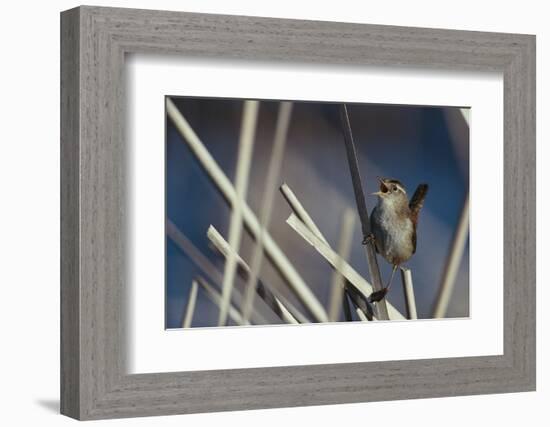 Marsh Wren Singing-DLILLC-Framed Photographic Print