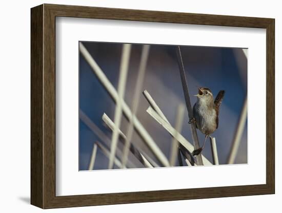 Marsh Wren Singing-DLILLC-Framed Photographic Print