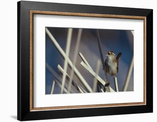 Marsh Wren Singing-DLILLC-Framed Photographic Print