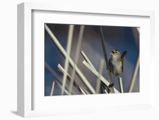 Marsh Wren Singing-DLILLC-Framed Photographic Print