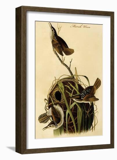 Marsh Wren-John James Audubon-Framed Art Print