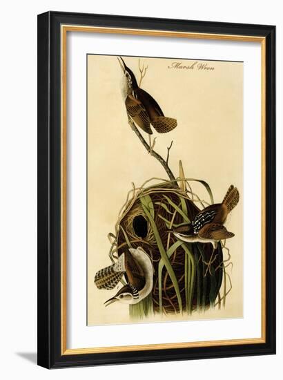 Marsh Wren-John James Audubon-Framed Art Print