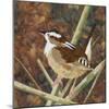 Marsh Wren-Kestrel Michaud-Mounted Giclee Print