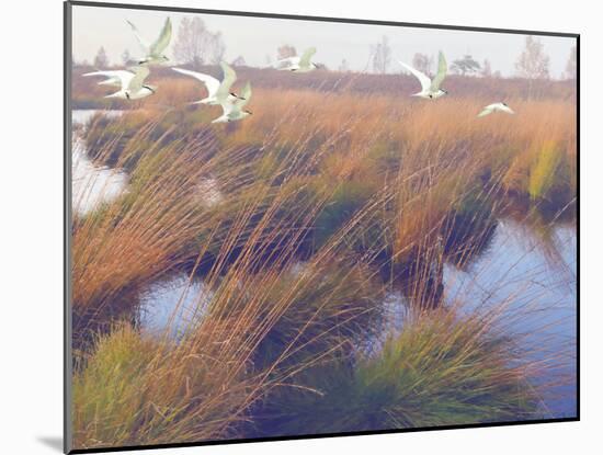 Marshland Hues II-Steve Hunziker-Mounted Art Print