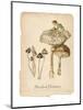 Marshland Mushrooms-Carol Robinson-Mounted Art Print