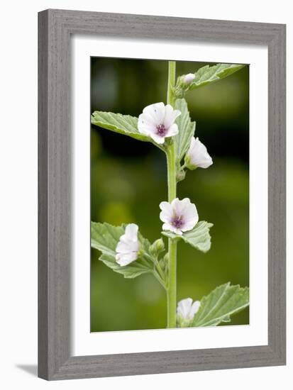 Marshmallow (Althaea Officinalis)-Bob Gibbons-Framed Photographic Print