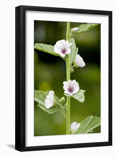 Marshmallow (Althaea Officinalis)-Bob Gibbons-Framed Photographic Print