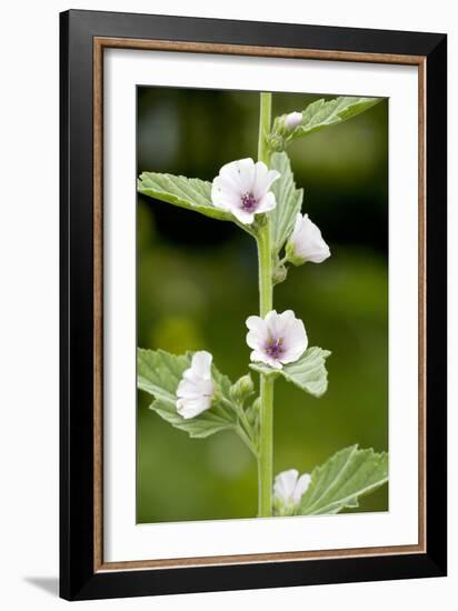 Marshmallow (Althaea Officinalis)-Bob Gibbons-Framed Photographic Print