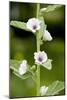 Marshmallow (Althaea Officinalis)-Bob Gibbons-Mounted Photographic Print